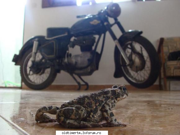 Colectia mea de motociclete clasice - Bogdan Marcel - Broasca 425 Sport - MOTOCICLETA MEA