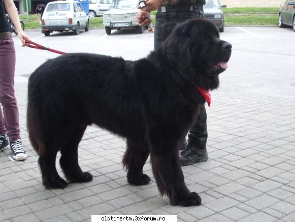 11.
din fericire azi vremea a tinut cu noi si am avut destui printre care si marley un superb