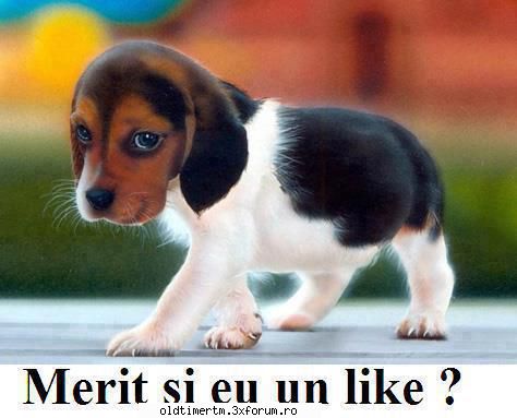 No Coment. - Sigur ca meriti.... macar atat - FUNNY