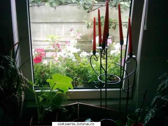 Un hoby multilateral. - Dar mai facem un pic de timp si florilor, care - HOBBY